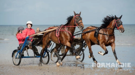 Nouveau programme : Le cheval en Normandie